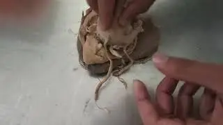 Muscle of eye of ox