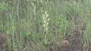 Cephalanthera damasonium