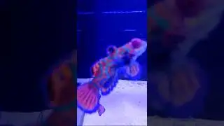 Buying GORGEOUS 😍 FISH for the INSIDE TANK #exoticsaltwaterfish #exoticaquariumfish