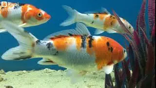 Japanese Koi fish  @ fish aquarium Karwar