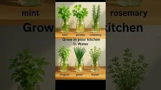 Grow In Your Kitchen In Water !!Kitchen Indoor Plant 🪴 #indoorplants #Plant #kitchen #gardeningtips