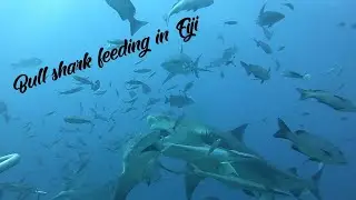 Bull Shark feeding in Fiji Kuata Island
