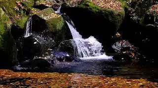 Relaxing Piano Music Bride Antistress Sleeping Music Autumn