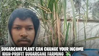 HIGH-PROFIT SUGARCANE FARMING | THIS SUGARCANE PLANT CAN CHANGE YOUR INCOME