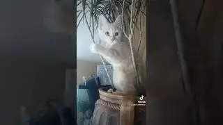 Котик отдыхает в тропиках #cats #catlover #caturday #catlady