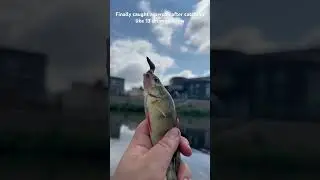 Yellow perch! #fish