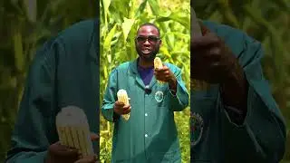 GROW MAIZE LIKE A PRO