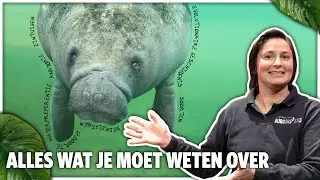 ZEEKOEIEN: SOORTEN, ANATOMIE, BEDREIGINGEN & MEER - met Constanze Mager | Burgers' Zoo College