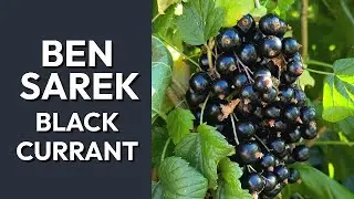 Ben Sarek Black Currant Review: Flavor, Growing Tips, and Propagation Guide