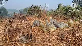 जंगली नर मादा तीतर की आवाज। Wild male and female partridge sound | Francolin Voice call 