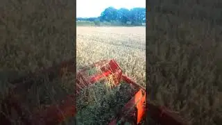 Massey Ferguson 865 unloading on the go
