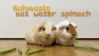 【GUINEA PIG】little piggy eat water spinach~