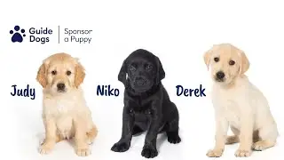 OUR NEW PUPPY RECRUITS! | SPONSOR A PUPPY | GUIDE DOGS