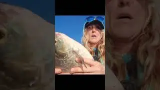 Biggest gizzard shad I've ever caught, and on t-rig! If you've caught this fish,  u know!🤣 #fishing