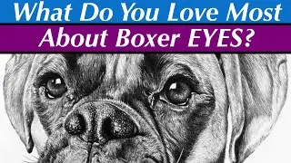 What Do You Love Most About Boxer Dog Eyes???
