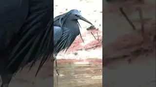 Black Heron | Black Heron Hunts in Style |black heron in Gambia  #shorts #youtubeshorts  #ytshorts