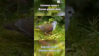 Scientific name of Bronze ground dove