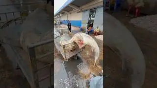 1200kg shark in Karachi fish harbour #fishmarket