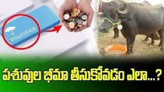 How To Get Insurance On Animals || Insurance Process || Gangadhar || SumanTV Rythu