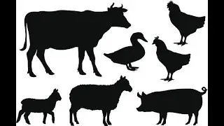 2024 Jr Fair Small Animal Auction