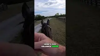 Increase the Lifespan of Pastures for Healthy Horses