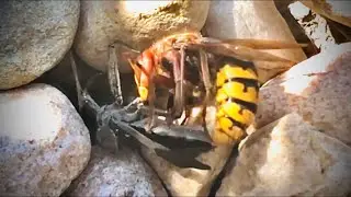 Wheel Bug VS Hornet