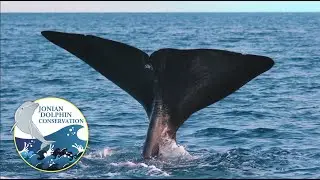 Jonian Dolphin Conservation - I cetacei del Golfo di Taranto - 2021
