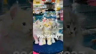 URBAN CAT ZONE MUMBRA PET SHOP ,9967154837 #mumbra