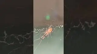 spider insect/මකුළුවා😀 #animals #environment #beautiful #education