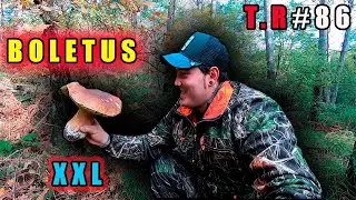 ⚠️Boletus XXL 🍄(boletus edulis) 2020 ⚠️