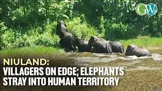 NIULAND: VILLAGERS ON EDGE; ELEPHANTS STRAY INTO HUMAN TERRITORY