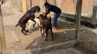 Goat Horse Meeting video | goat meet Video |