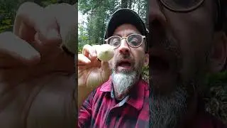 La vesse de Loup perl&eacute;e, le champignon qui explose!