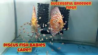 DISCUS FISH BABIES CARE AFTER BREEDING | EASY AND EFFECTIVE TIPS