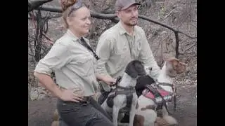 Tracker Dogs Find 7 Koalas Alive in Bushfire-Affected Area in Queensland