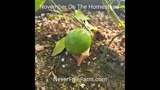 November On The Homestead