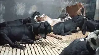Goat Farm Bangladesh // Sadeeq Agro // Chagol palon // ছাগল পালন //লাভজনক ছাগলের খামার
