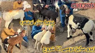 Zero Size Hubsurat Dumbay Aana Shuru ll Nowshera Peshawar Dumba Market Latest Update 05 11 2025