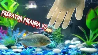 Piranha Attack My Finger and Hand This is Crazy piranha  New Video part 2 2018 full HD
