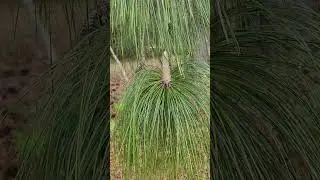 Longleaf Pine - Beautiful old mysterious tree in South Georgia #love