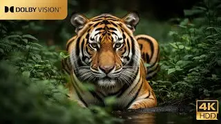Nature's Untamed Kingdom video 4k Animals with the nature