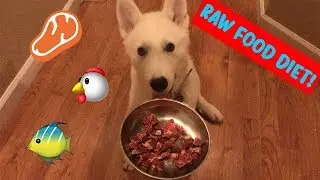 Preparing and Feeding a Prey Model Raw Diet