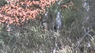 Zwijn en ree - Wild Site