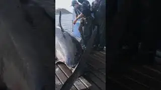 Could a 25-Foot Great White Exist? | Jaws&rsquo; Bruce vs OCEARCH&rsquo;s Breton