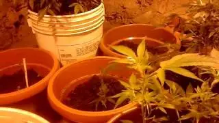 s.v.m 36 un nuevo integrante amnesia haze