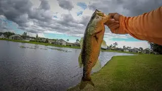 Neighborhood Pond Fishing, Summer Bass Fishing (Davenport, Florida)