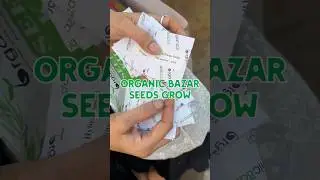 Organic Bazar seeds grow #germinating #gardening #youtubeshorts #growingvegetables
