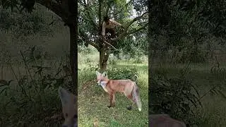 siyar catching #youtubeshorts #viral #shorts_ #trending #animal #jungle #siyar #jackal #deer