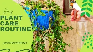 A Beginners guide to plant parenthood | Plant Care Routine and tips - Part 1