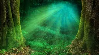 Forest Fairy Music &ndash; Magic Forest [2 Hour Version]